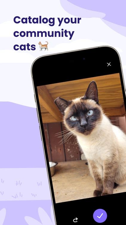 Cat Finder App