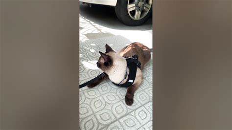 Cat First Time In Harness