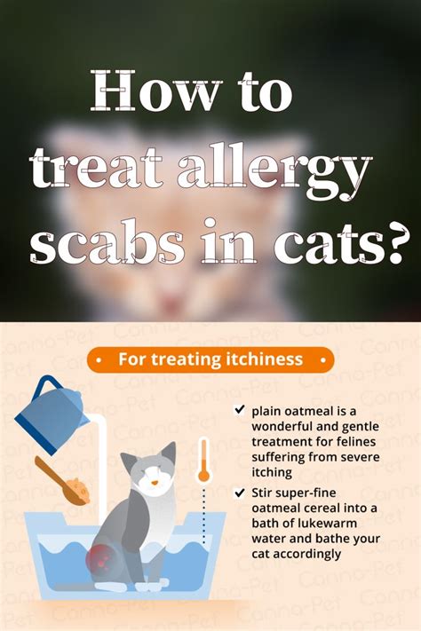 cat food allergies scabs