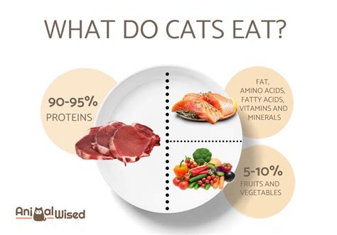 cat food essential nutrients