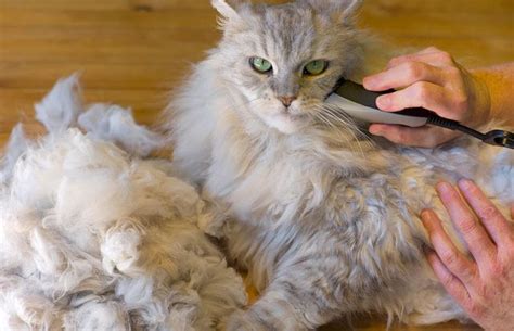 cat food matted fur