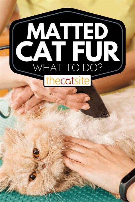 cat food matted fur