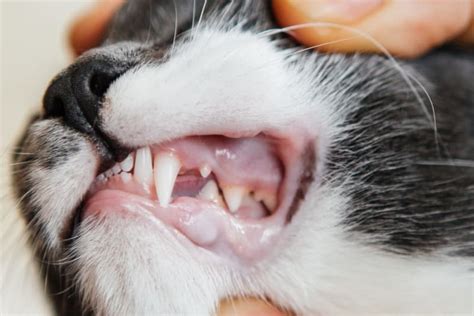 Cat Food Teeth Problems