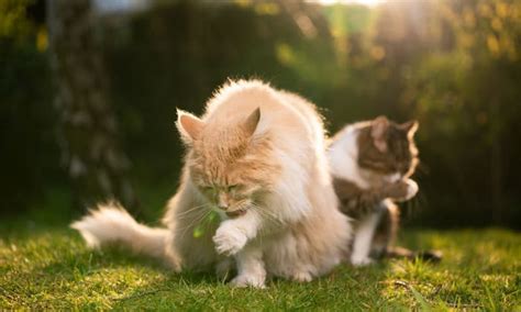 Cat Fur Clumping Problems