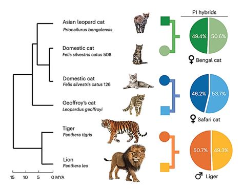Cat Genome Project