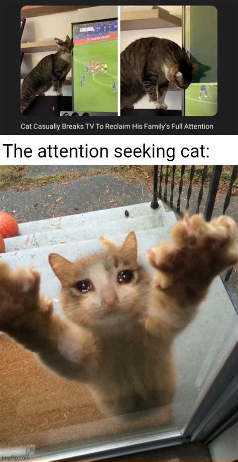 Cat Get Attention