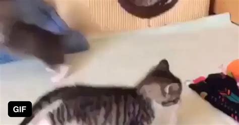 cat gets stomped to death