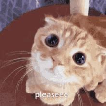 Cat Gif Please
