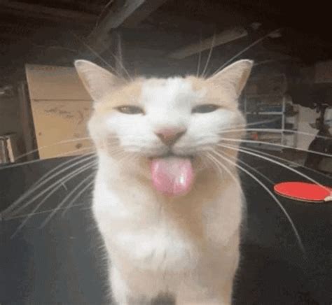 Cat Goofy