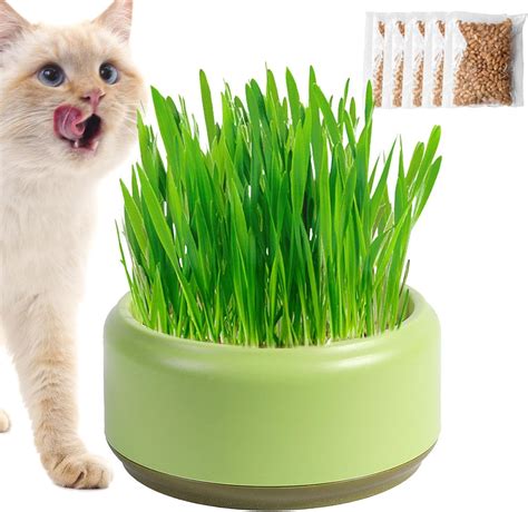 Cat Grass For Cat