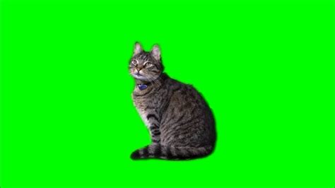 cat green screen footage