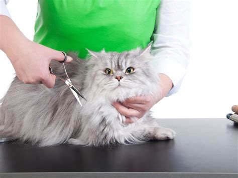 Cat Grooming Options