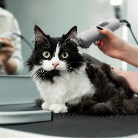 Cat Grooming Oxnard