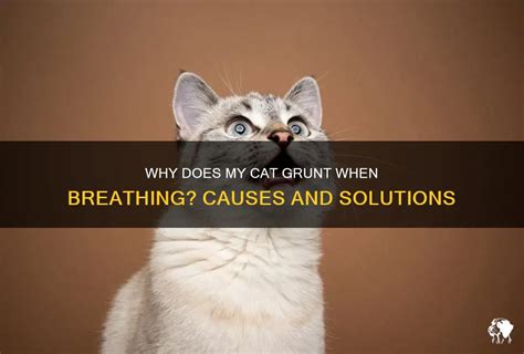 cat grunting when breathing