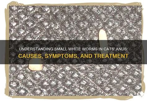 Cat Has White Worms Anus