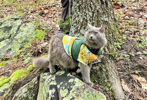 Cat Hiking Reddit
