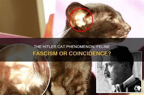Cat Hitler
