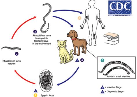 Cat Hookworm In Humans