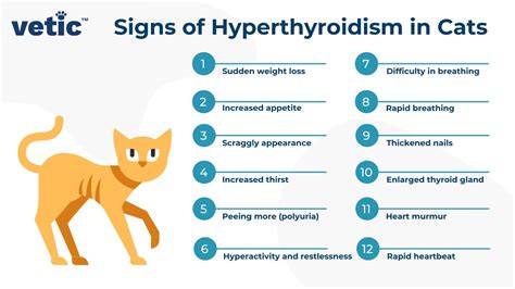 Cat Hyperthyroidism Cost