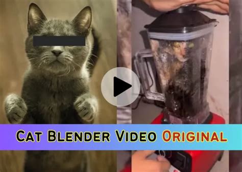 cat in a blender
