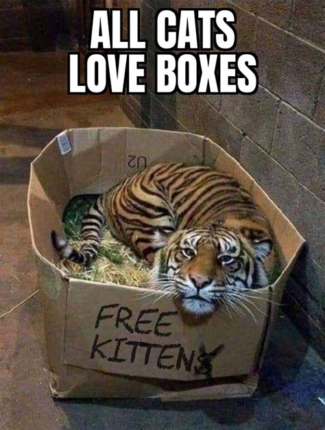 Cat In A Box Meme