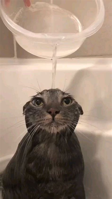 Cat In Bath Reddit