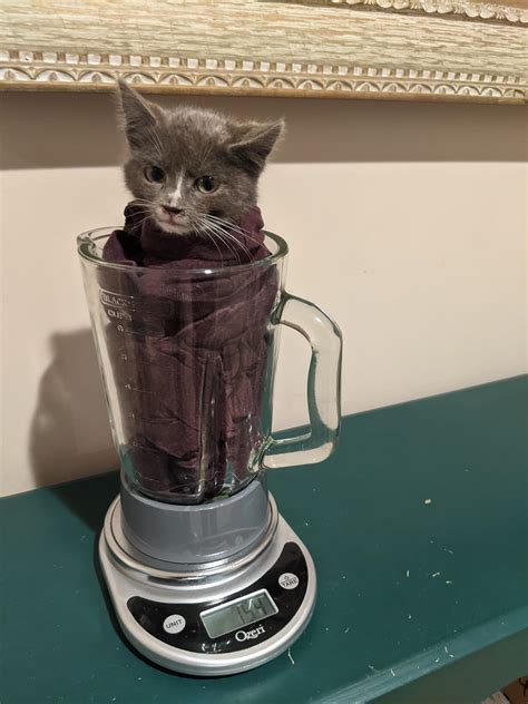 cat in blender gone wrong