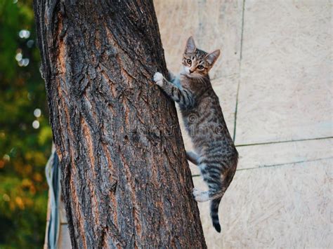 Cat In Climbing Tree