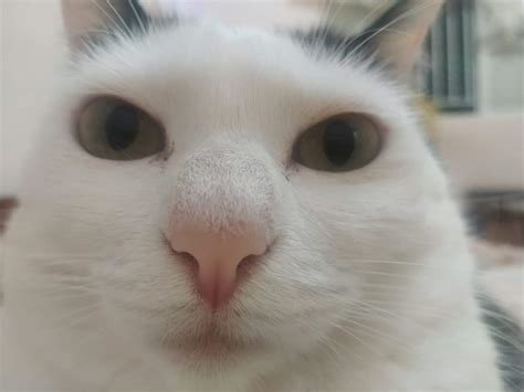 Cat in Front of Camera
