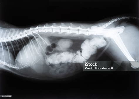 Cat Intestinal Obstruction Surgery
