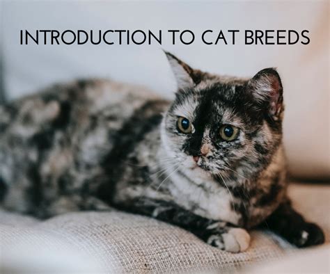 Cat Introduction Image