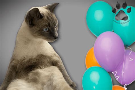 Cat Is Afraid Of Balloons