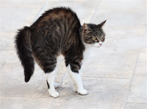 Cat Is Afraid Of What