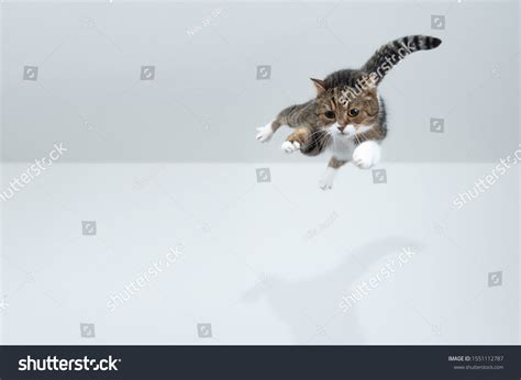 Cat Is Falling To One Side