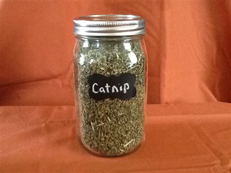 Cat Jar Of Catnip