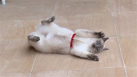 cat keeps flopping on the floor exposing his belly