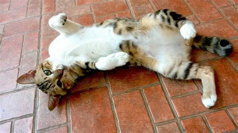 cat keeps flopping on the floor exposing his belly