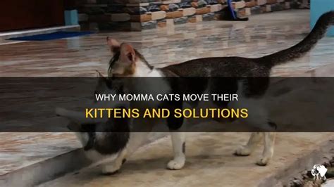 Cat Keeps Moving Babies