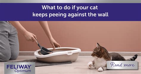 Cat Keeps Peeing In Basement
