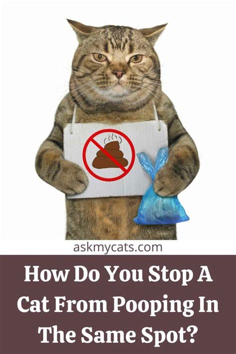 Cat Keeps Pooping In Corner