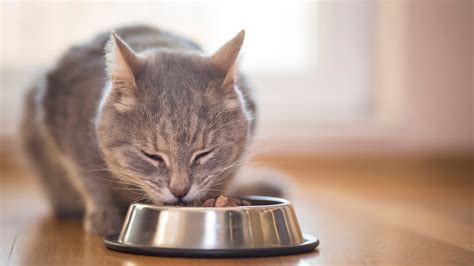 cat keeps taking food out of bowl