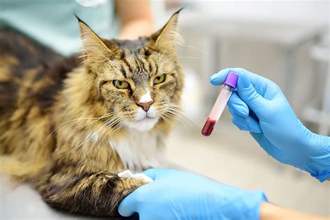 Cat Kidney Bloodwork