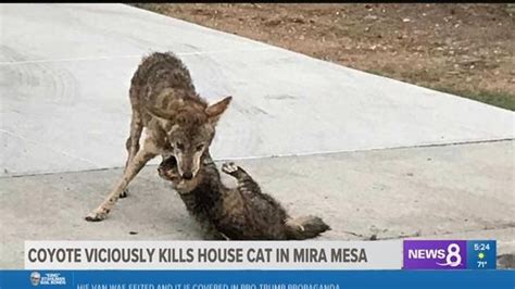 cat killed by coyote