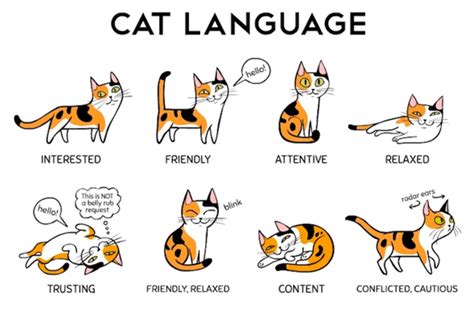 Cat Language