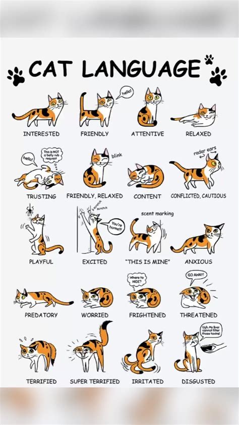 Cat Language Chart