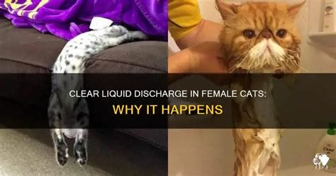 Cat Leaking Something