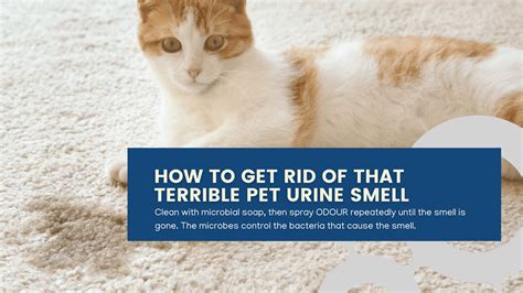 Cat Leaking Urine When Lying Down