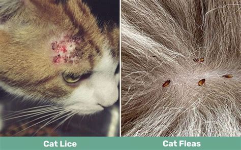 Cat Lice Vs Fleas