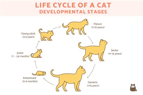 Cat Life Length