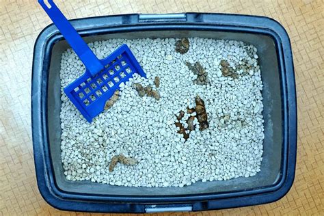 Cat Litter Box Problems Feces